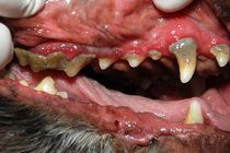 Dental Grade 3 Photo